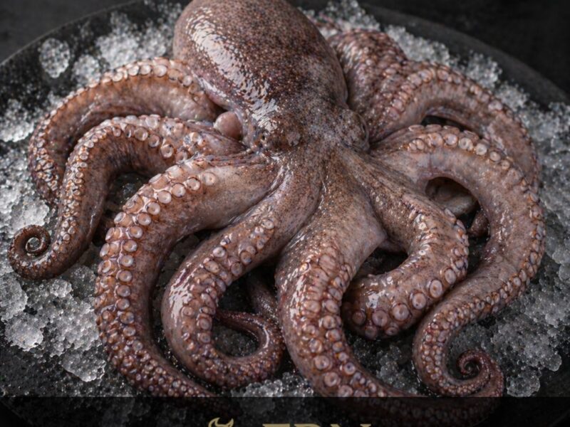 Pulpo entero sobre hielo